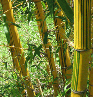 
 houston bamboo golden hawiian clumping bamboo