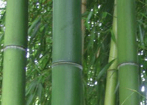 
 houston bamboo timber bamboo