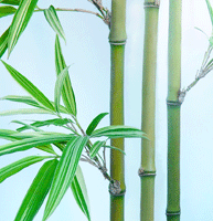 houston bamboo temple bamboo