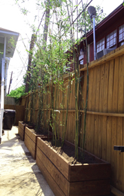 Houston Bamboo hedge in planter box
