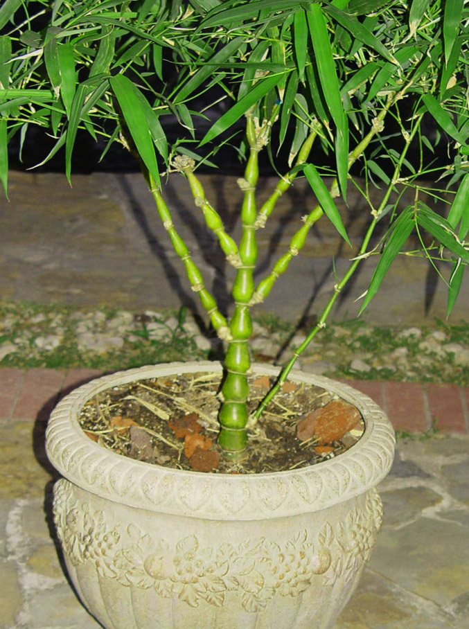 Live BUDDHA BELLY Bambusa T. Ventricosa Bamboo Potted