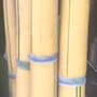 Bambusa ventricosa kimmei golden buddha belly