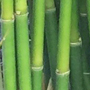 Bambusa textilis maculata