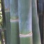 Bambusa textilis kanapaha royal bamboo