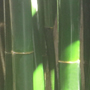 Bambusa malingensis seabreeze
