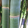 Bambusa textilis weaver