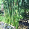 Graceful Bamboo, Slender Weavers