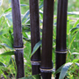 nigra black bamboo