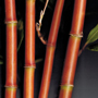 red narihira fastuosa bamboo