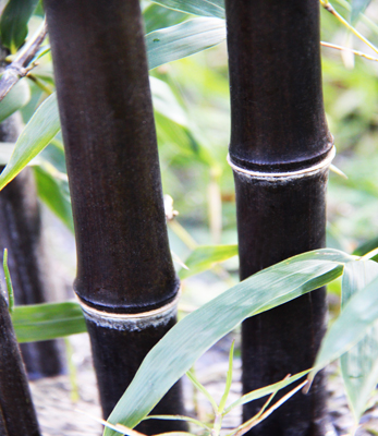 Houston bamboo nigra black