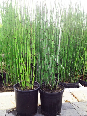 Houston Bamboo Nursery Their Book Common Ground Wild And Native Plants As Food Medicine Is Reviewed In This Mof G