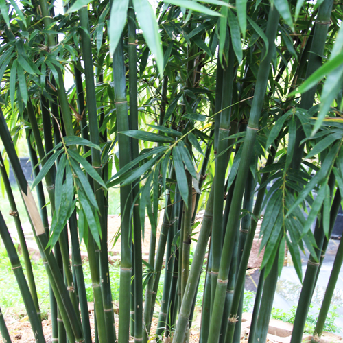 houston bamboo textilis bamboo