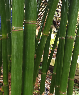 houston bamboo punting pole bamboo