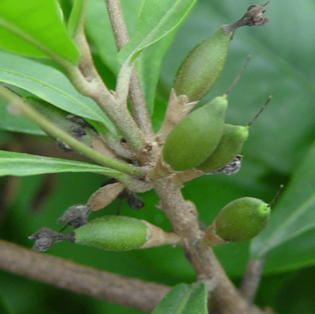 Houston Bamboo Nursery Miracle Fruit Berries